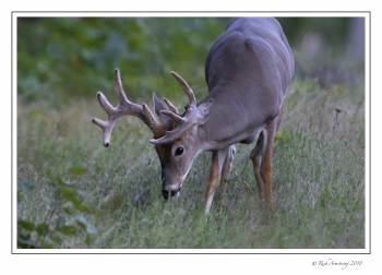 White-tailed buck 9pt.jpg